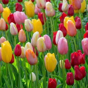 tuliptall mix 1.webp
